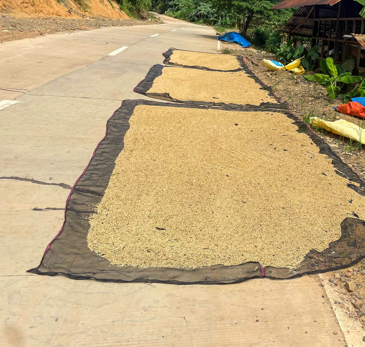 Palay spread on nets to dry along a provincial concrete road, with banana plants and a tin-roofed shed beside it.