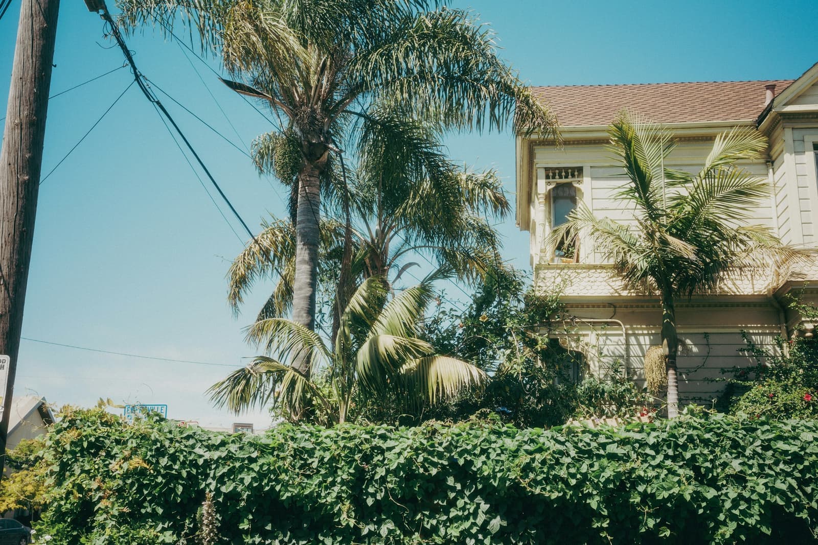 A pale Victorian house in Oakland behind tall palms and a hedge covered in vines.